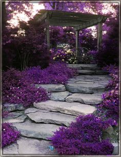 Tranquil Garden